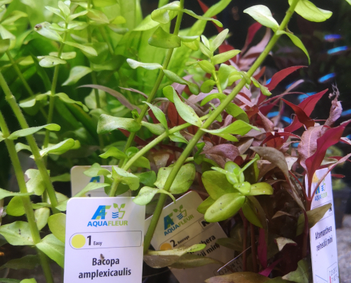 Akvarieplanter