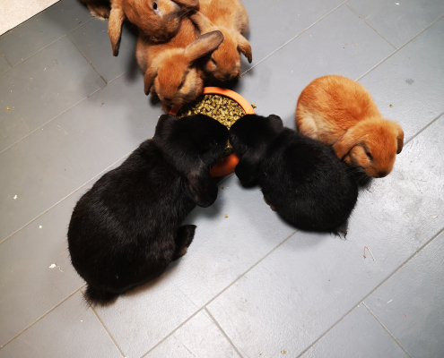 Kaninunger hos Dyreparadiset Halden